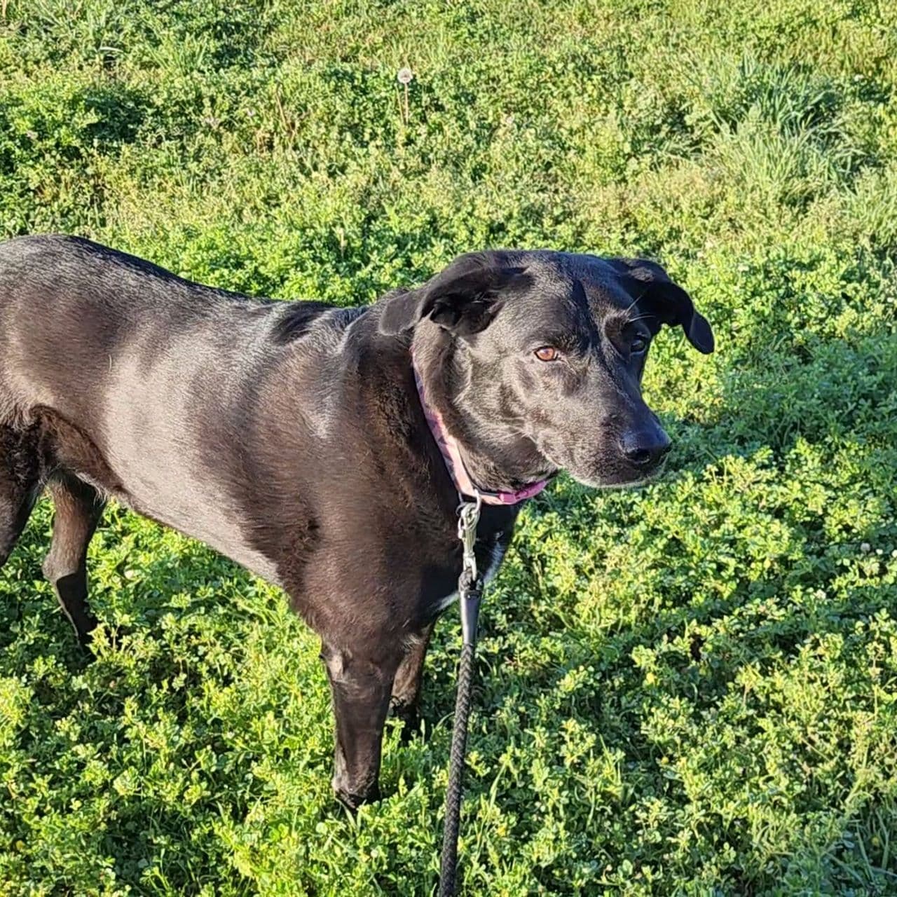 Pet travel photo 4