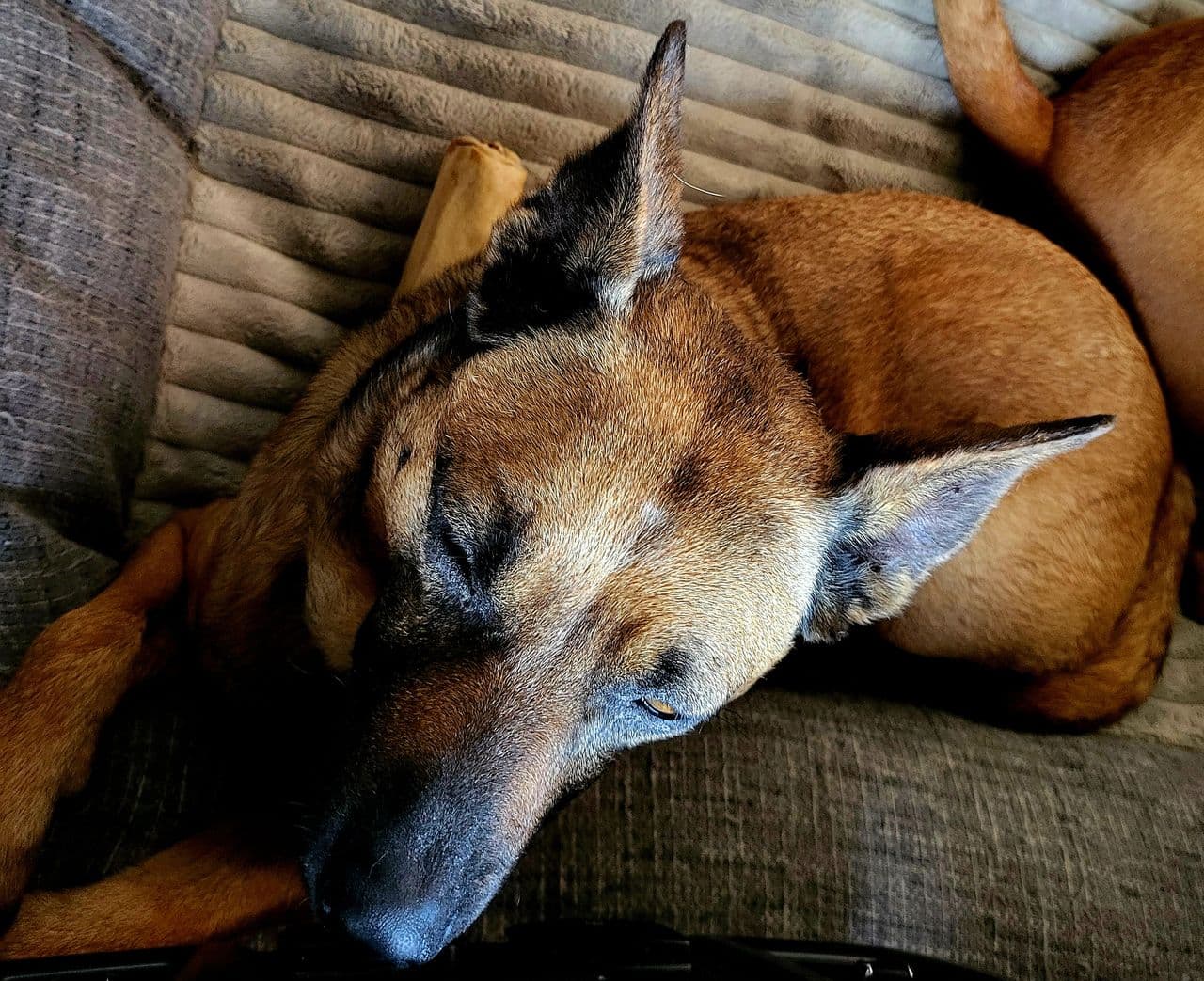 Pet travel photo 4