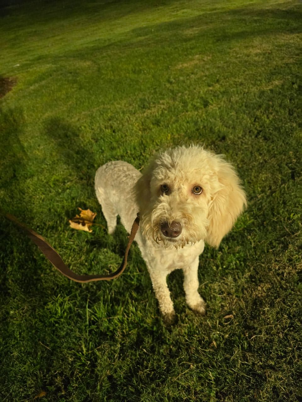 Pet travel photo 4