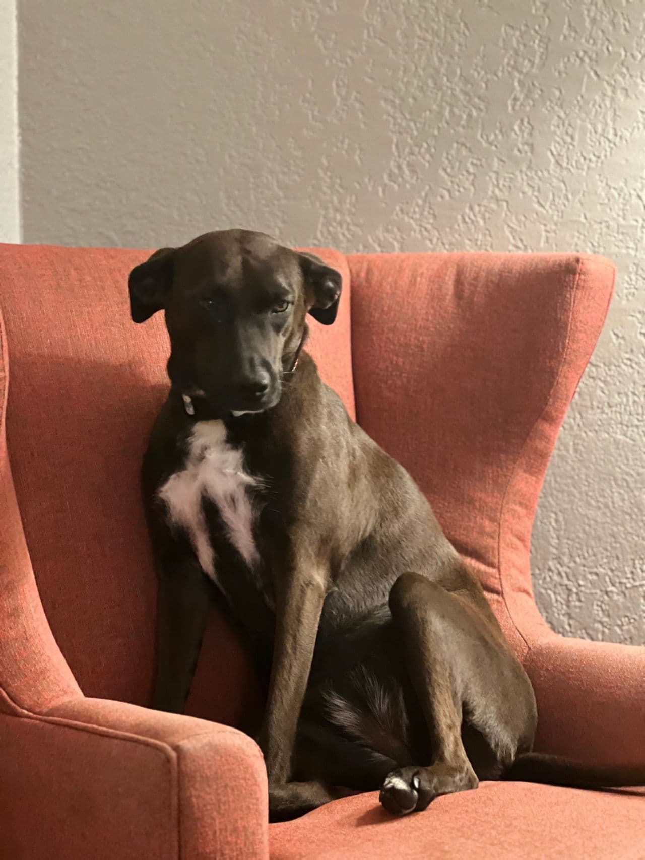 Pet travel photo 3