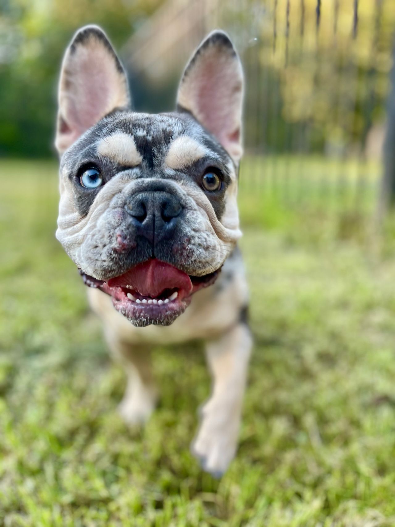 Pet travel photo 5