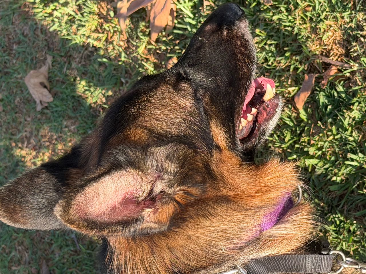 Pet travel photo 5