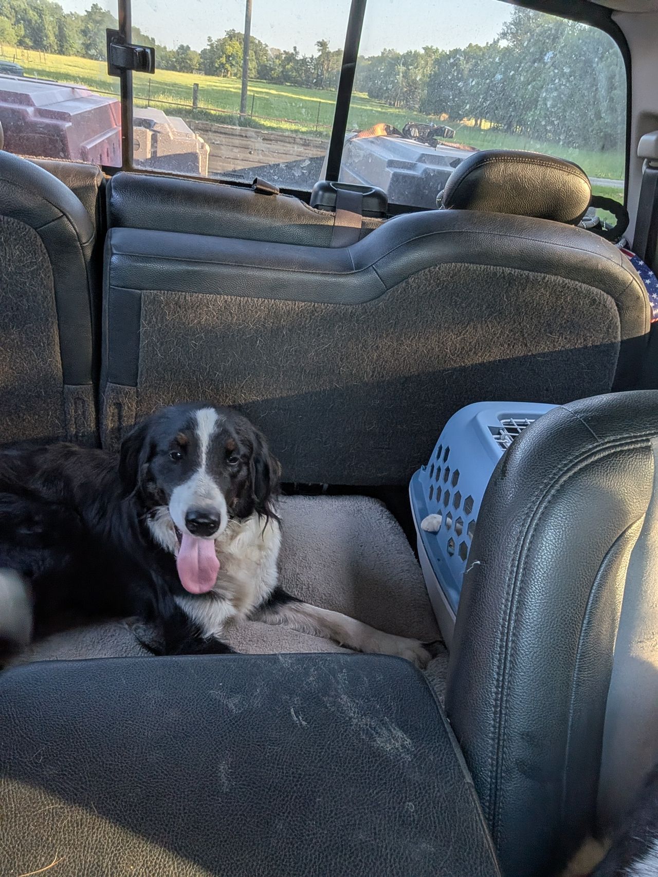 Pet travel photo 1