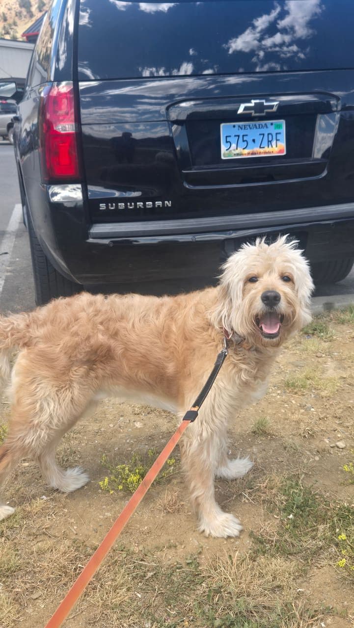 Pet travel photo 5