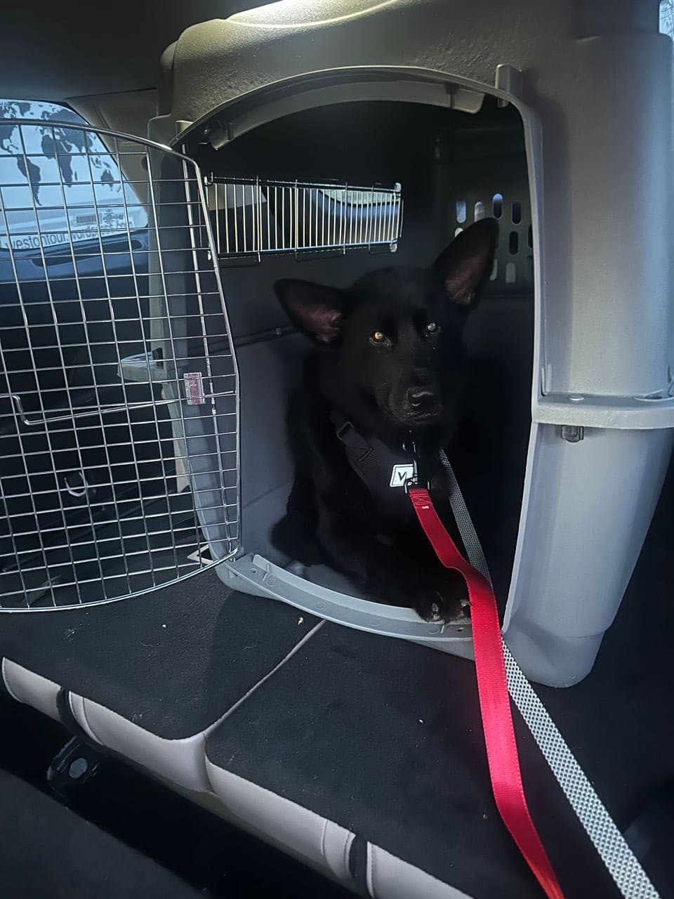 Pet travel photo 4