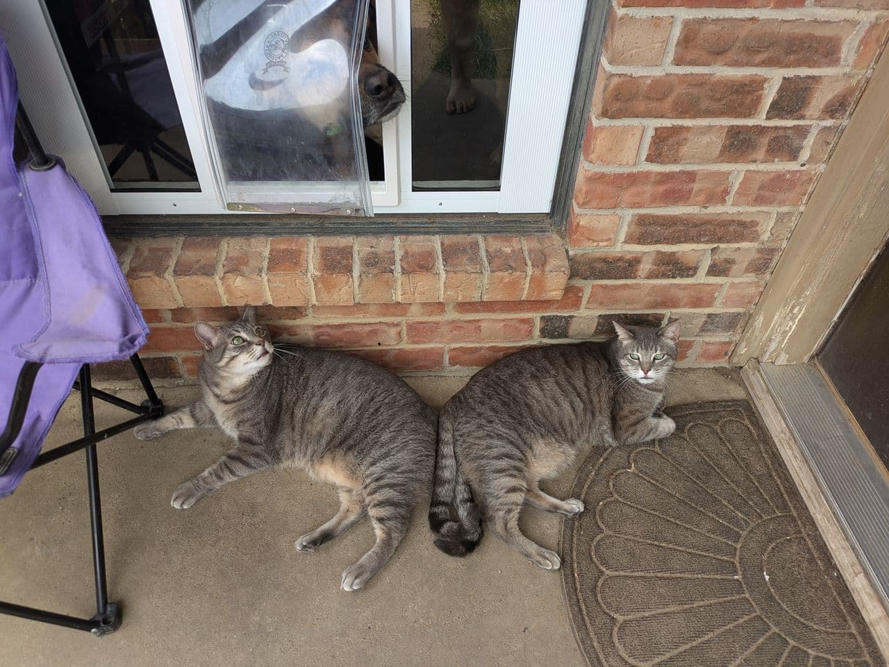 Pet travel photo 2