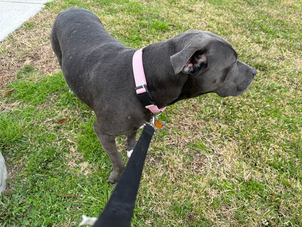 Pet travel photo 2