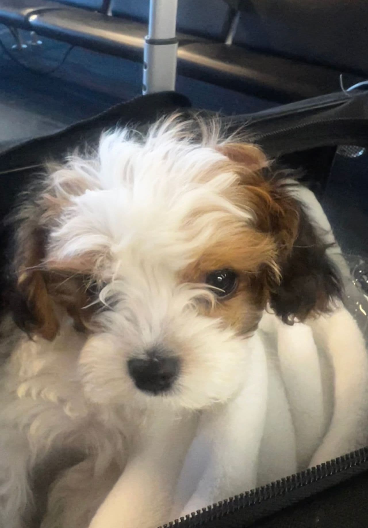 Pet travel photo 1