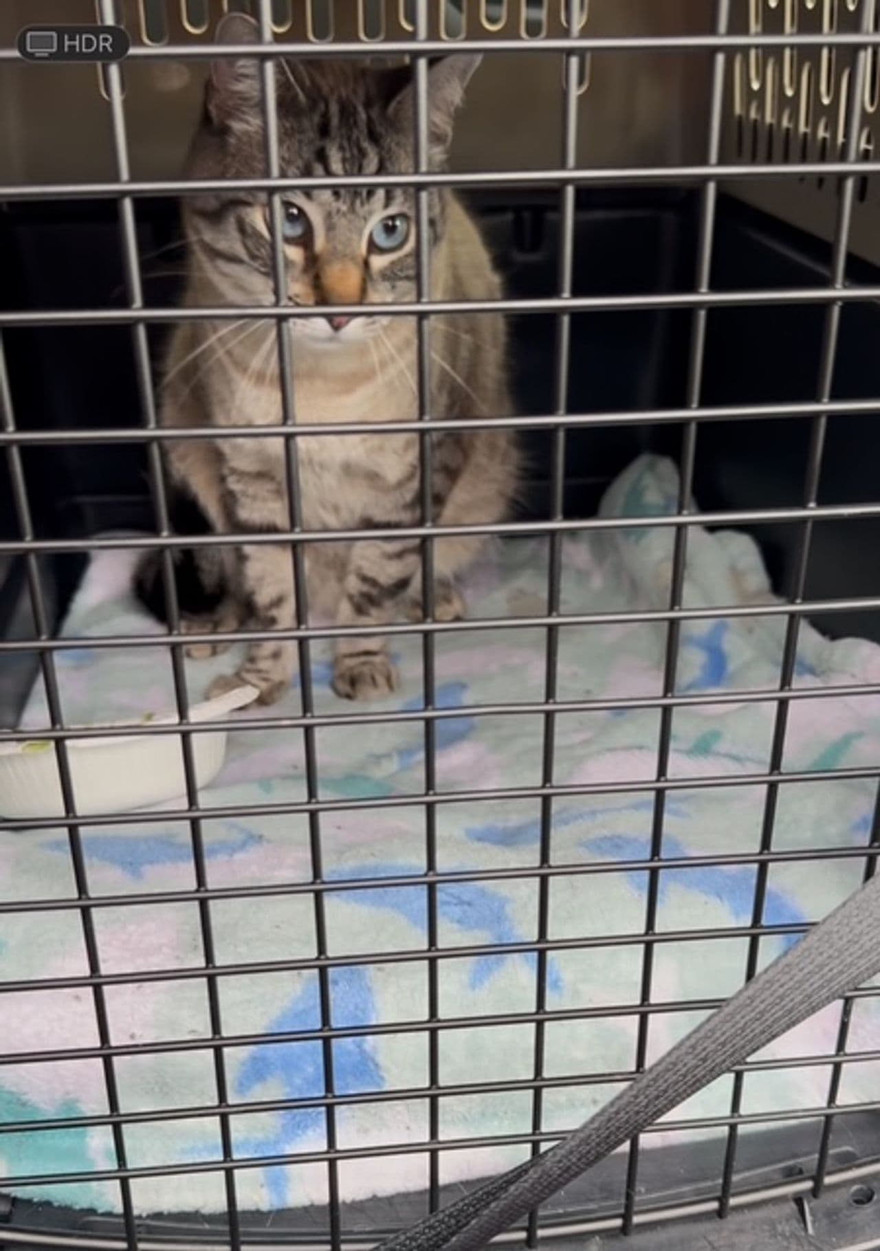 Pet travel photo 2