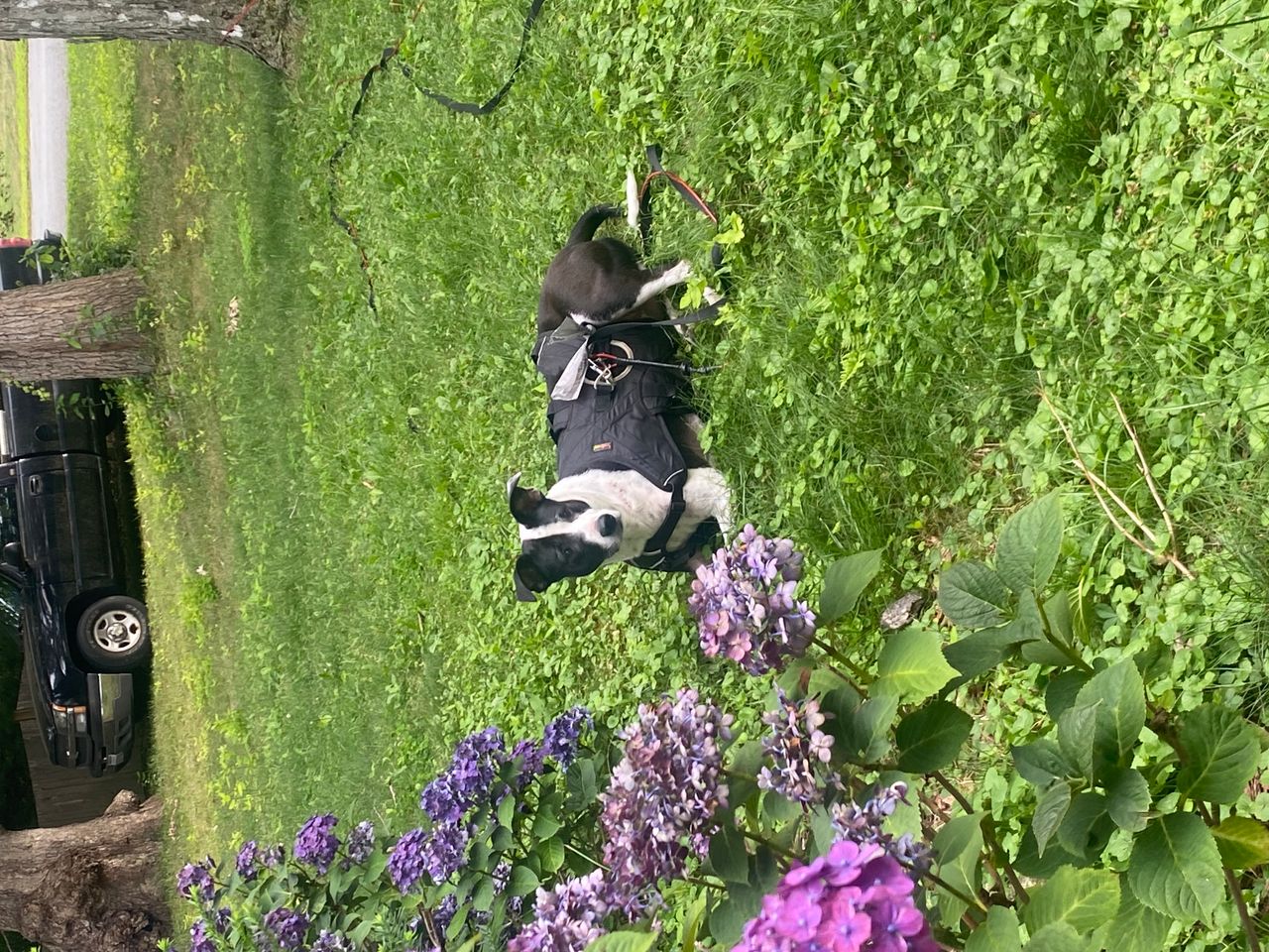 Pet travel photo 4