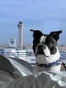 J&J flight nanny transport
