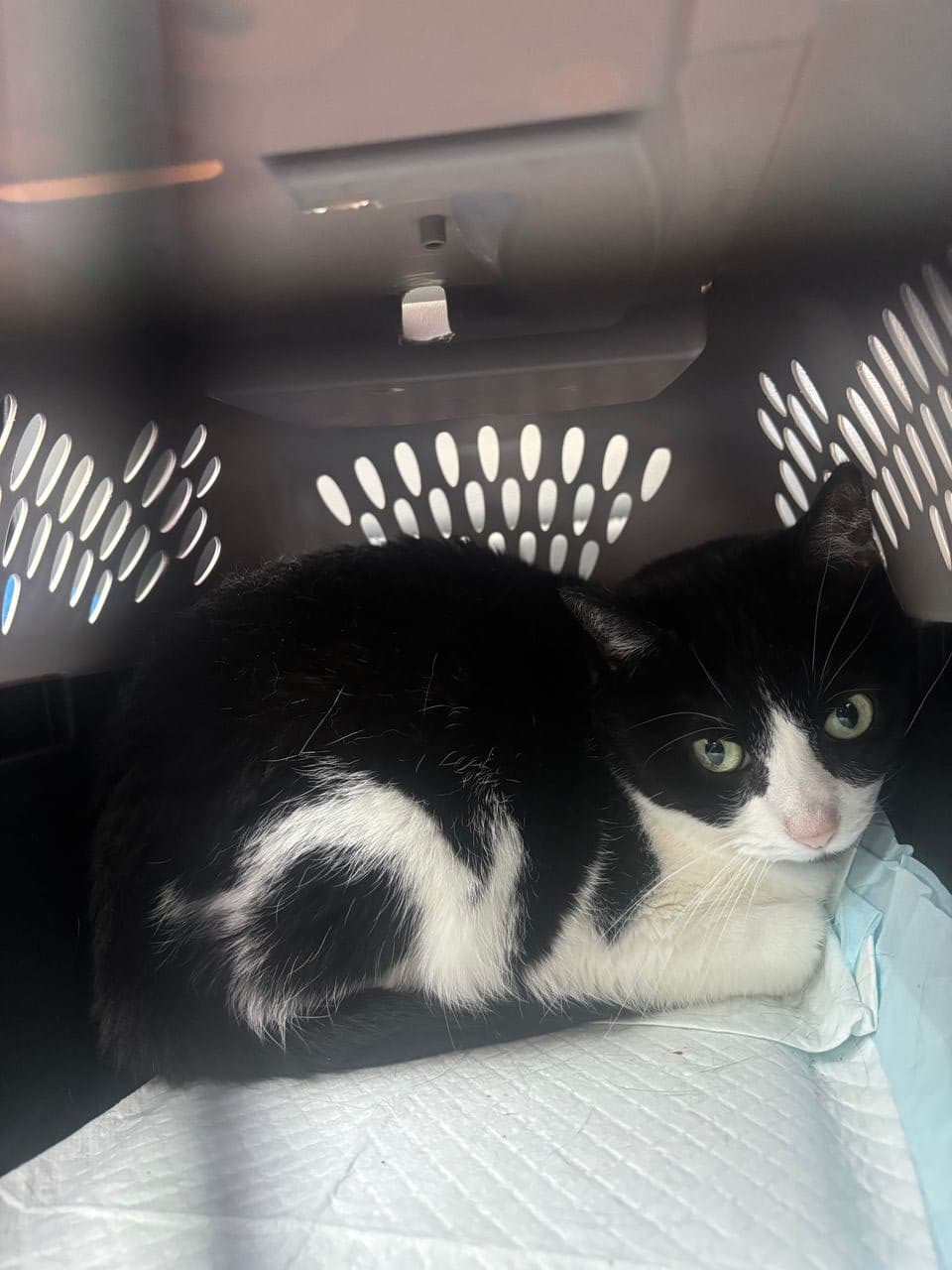 Pet travel photo 2