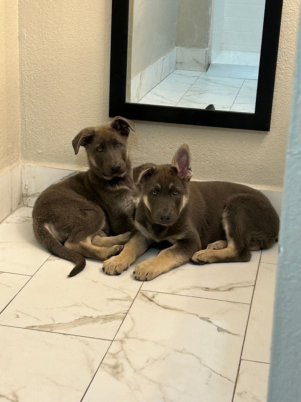 Pet travel photo 4