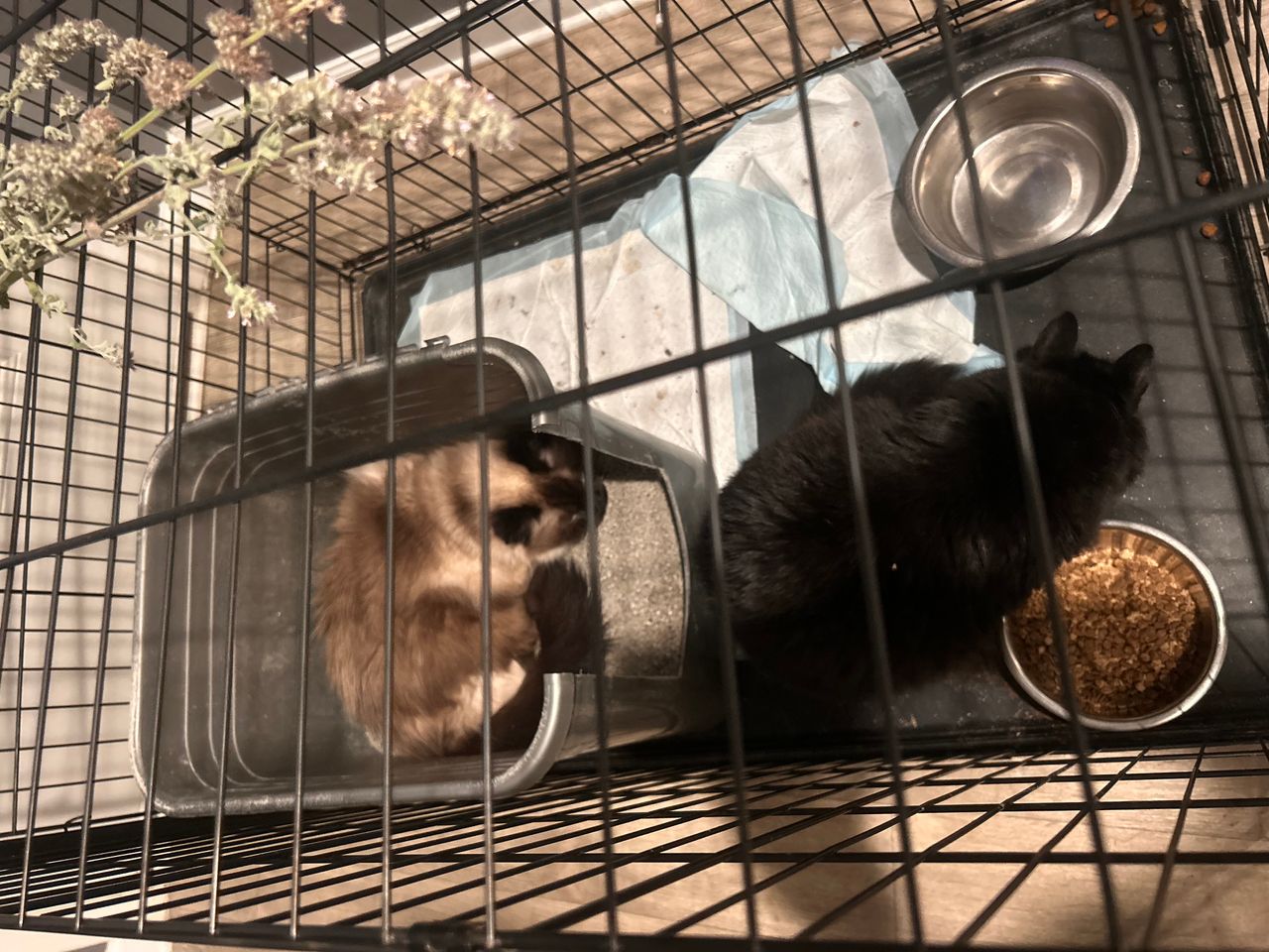 Pet travel photo 5