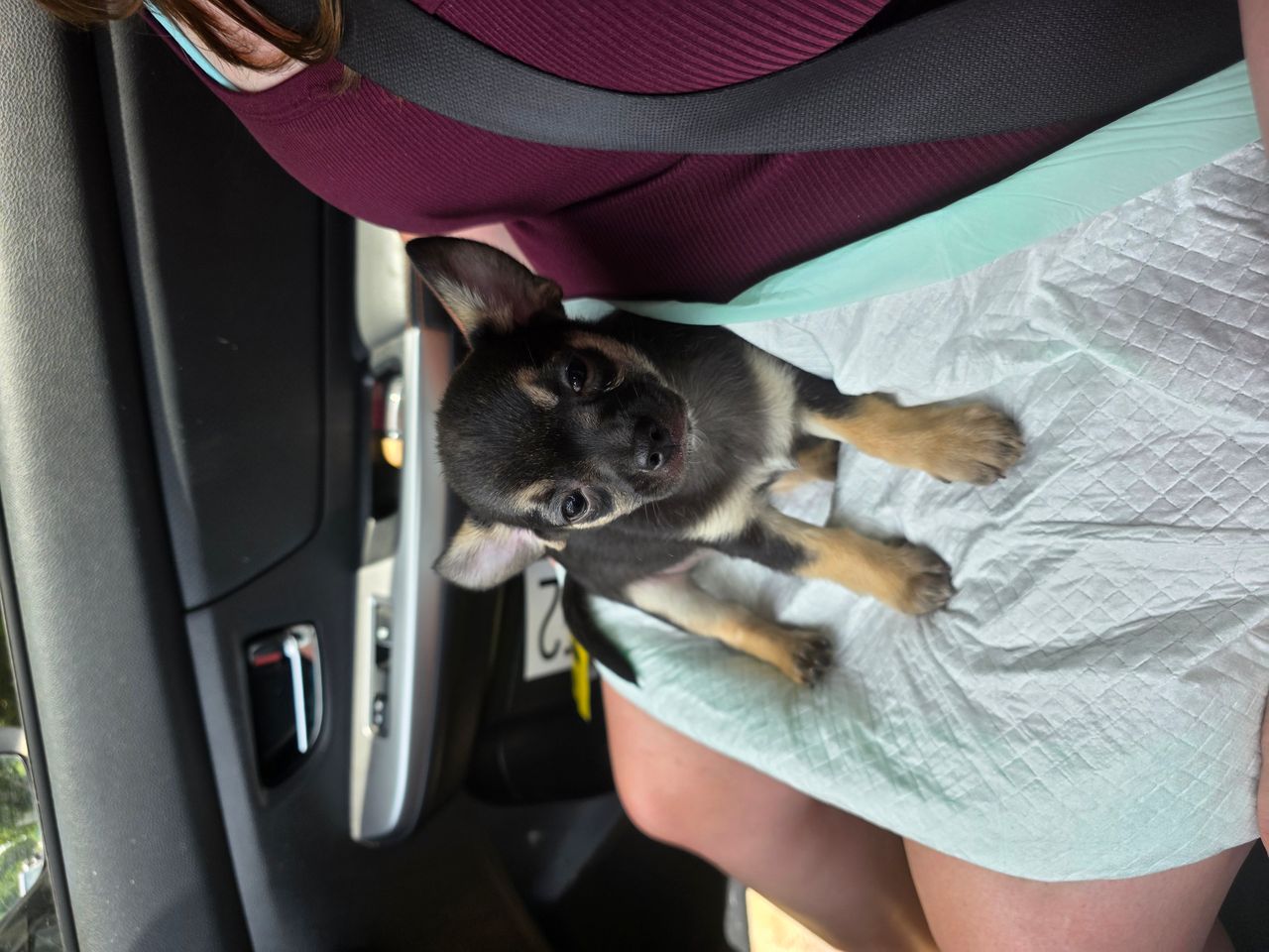 Pet travel photo 5