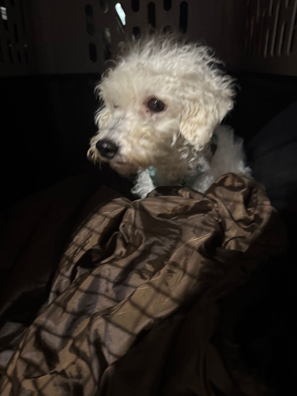 Pet travel photo 3