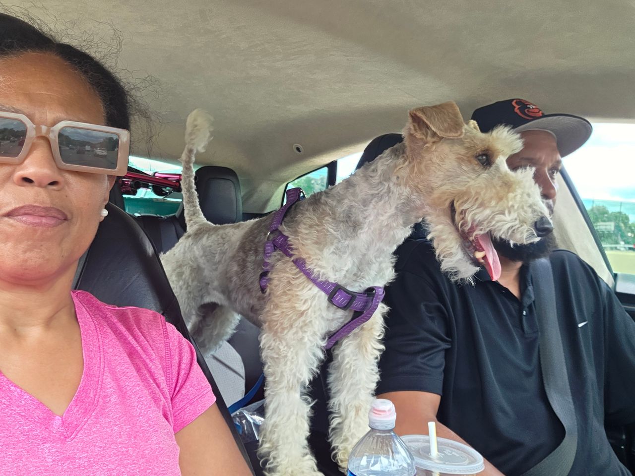 Pet travel photo 3
