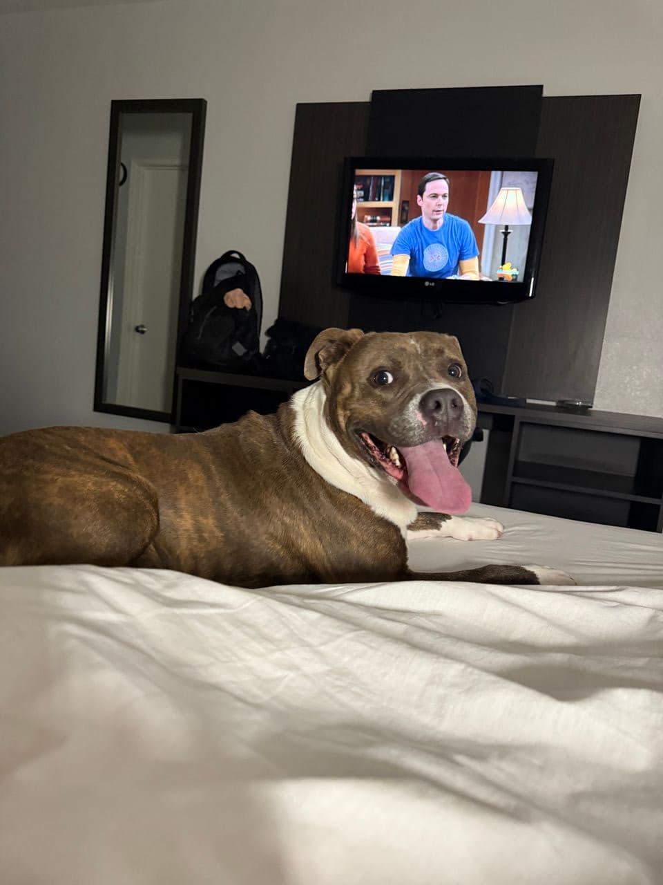 Pet travel photo 2
