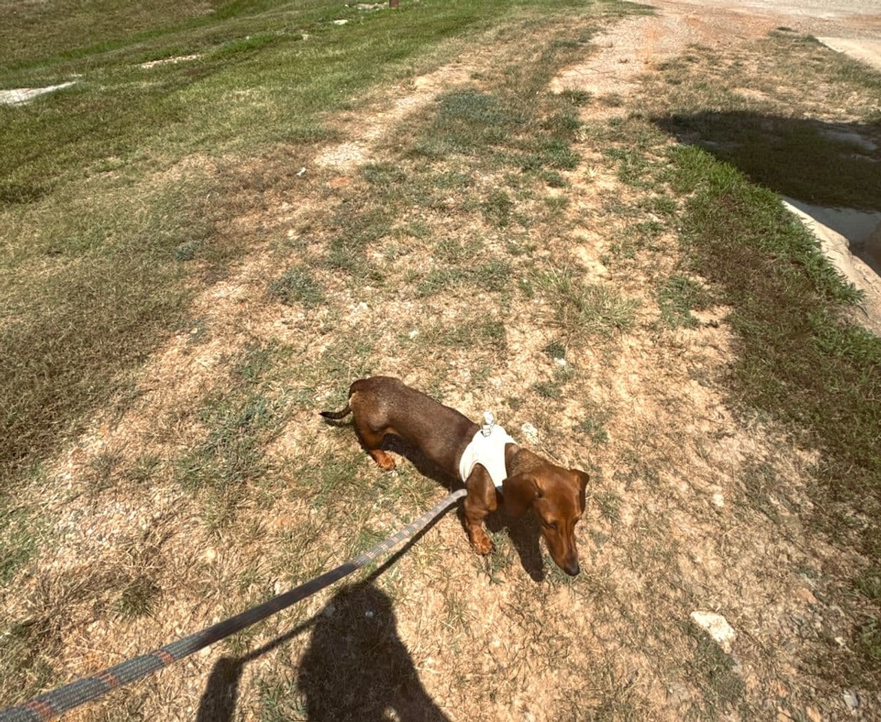 Pet travel photo 6