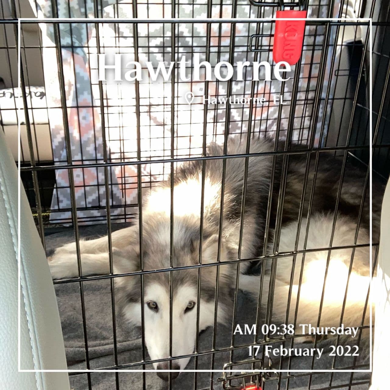 Pet travel photo 3