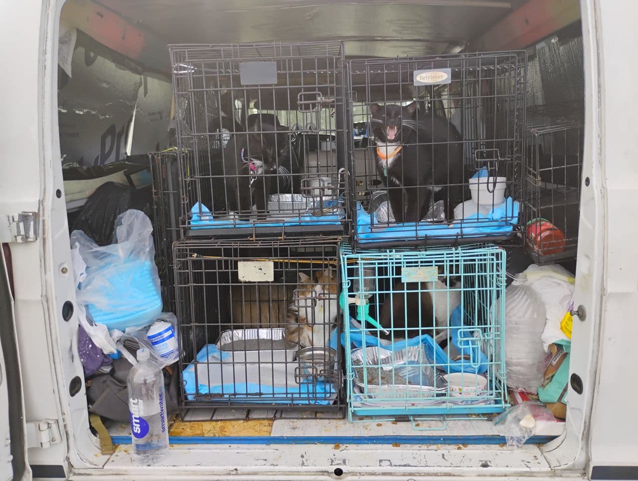 Pet travel photo 2