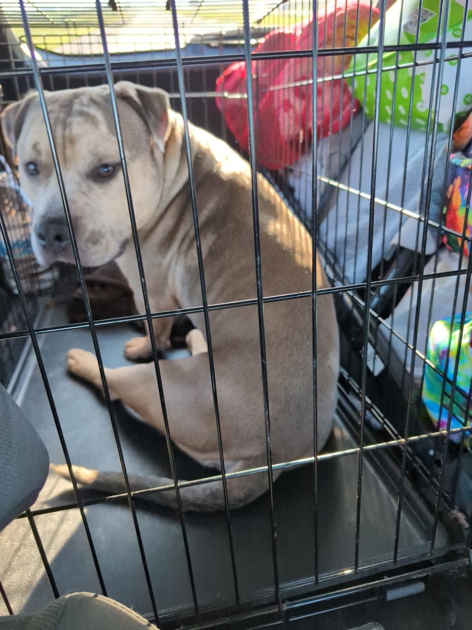 Pet travel photo 2
