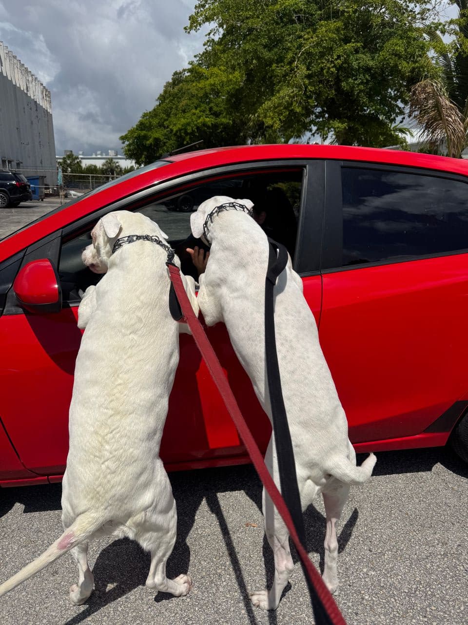 Pet travel photo 1
