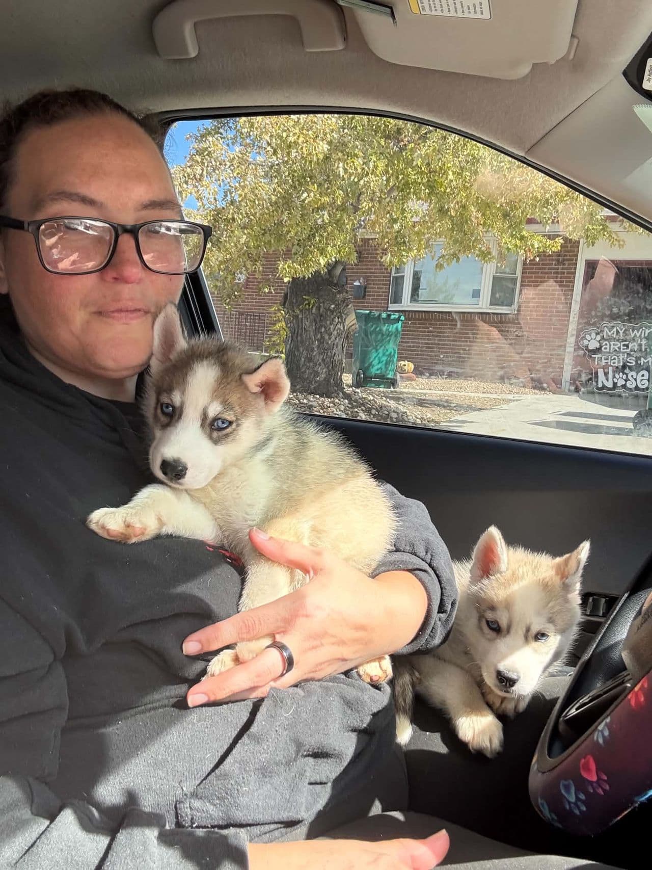 Pet travel photo 2