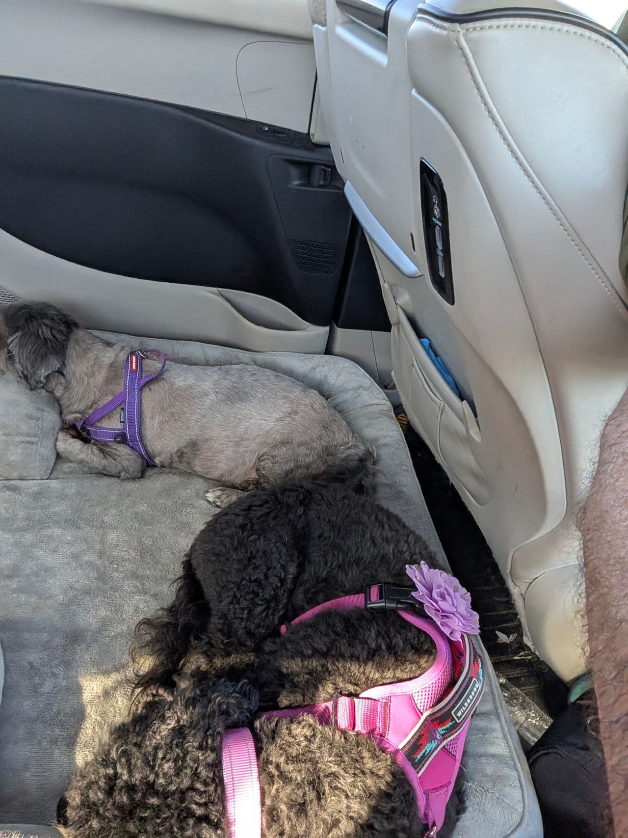 Pet travel photo 3
