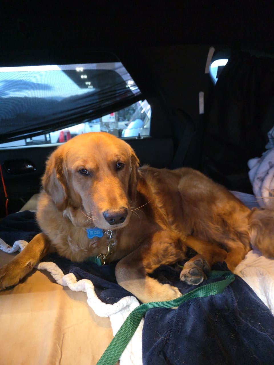 Pet travel photo 1