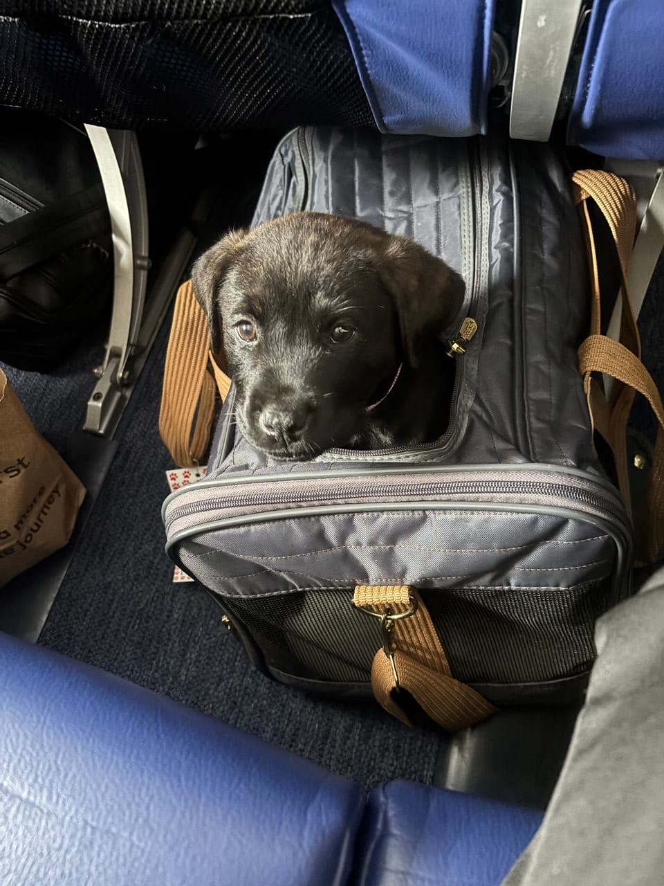 Pet travel photo 2
