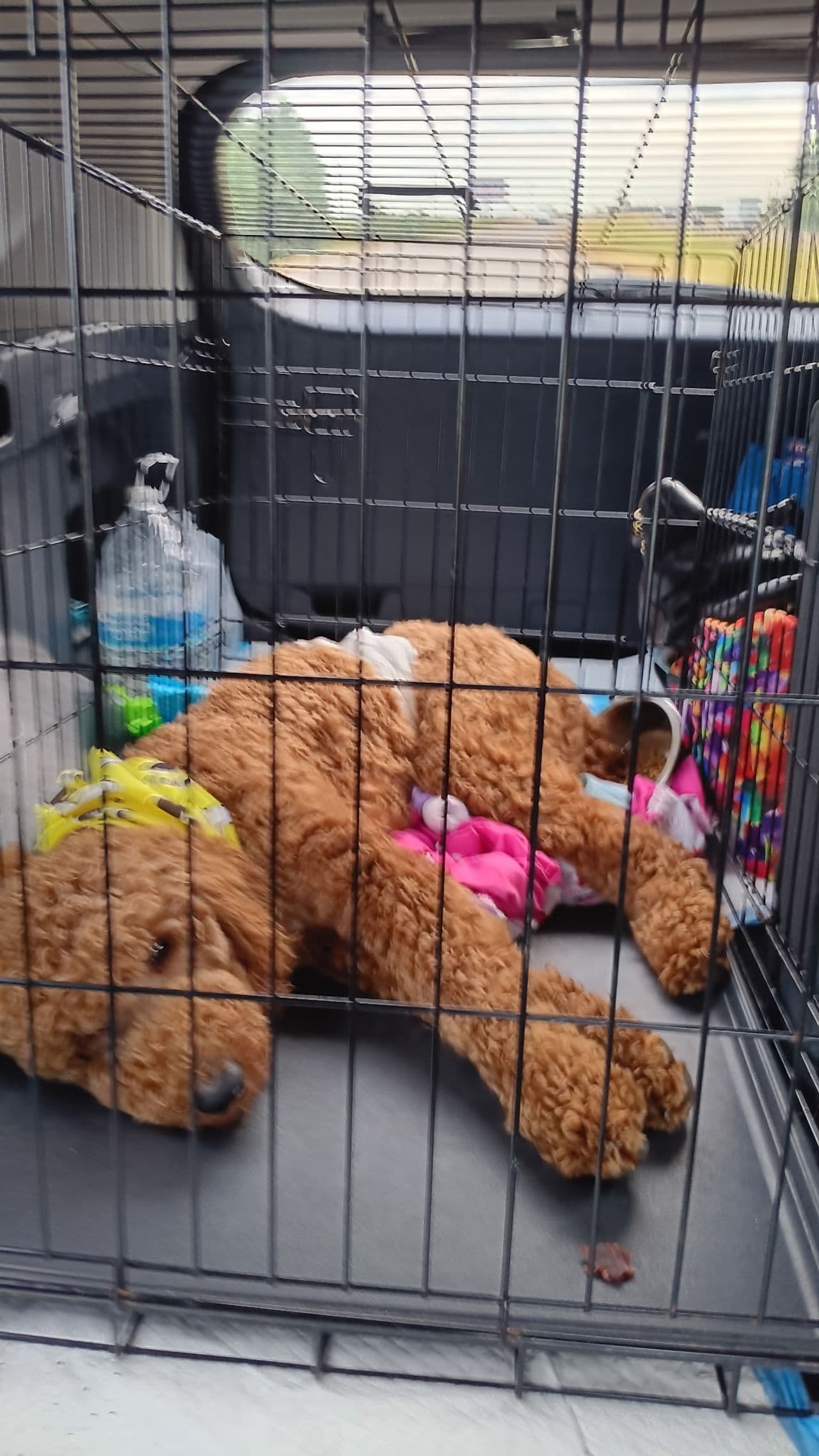 Pet travel photo 6