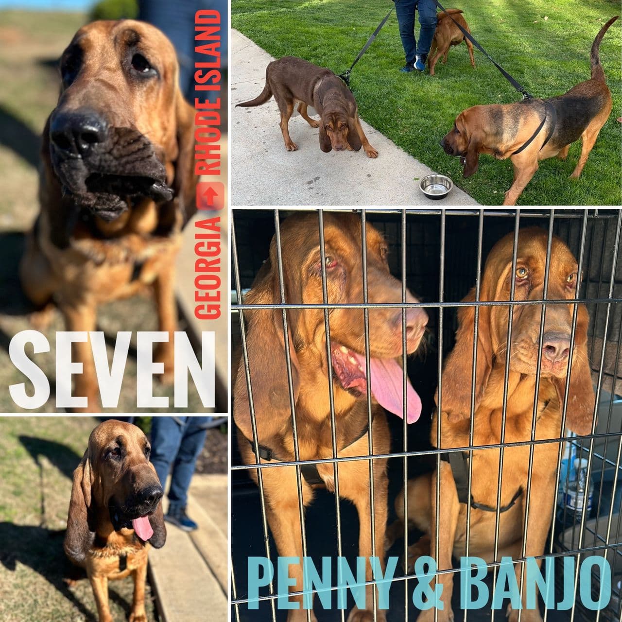 Pet travel photo 3