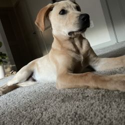 Labrador Retriever named Mannie
