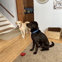 Labrador Retriever named Woody & Jack