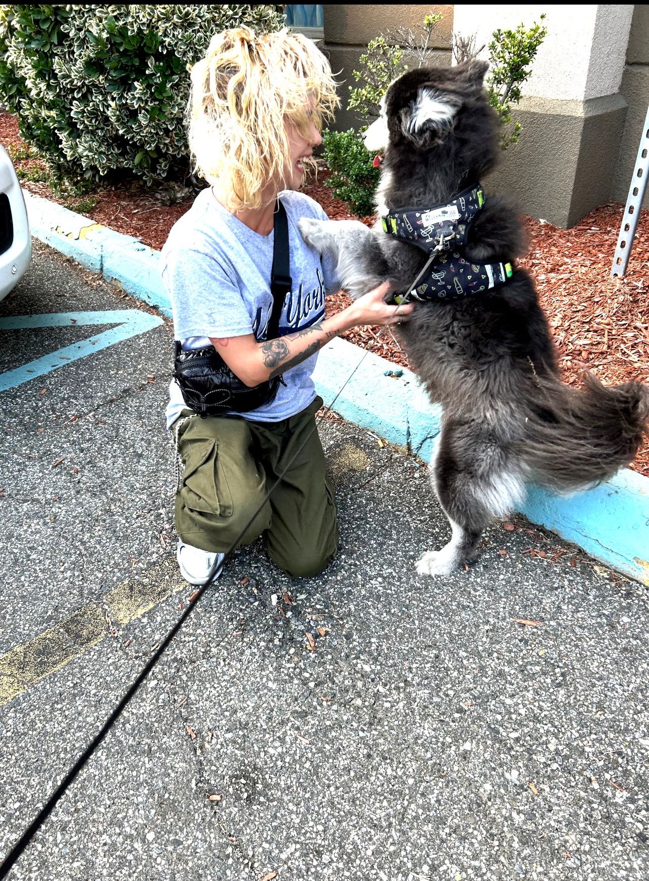 Pet travel photo 1