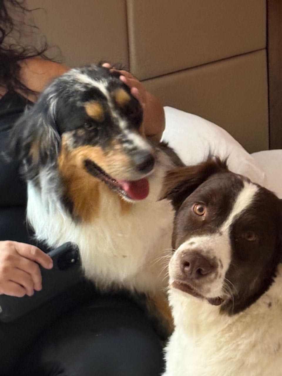 Pet travel photo 1