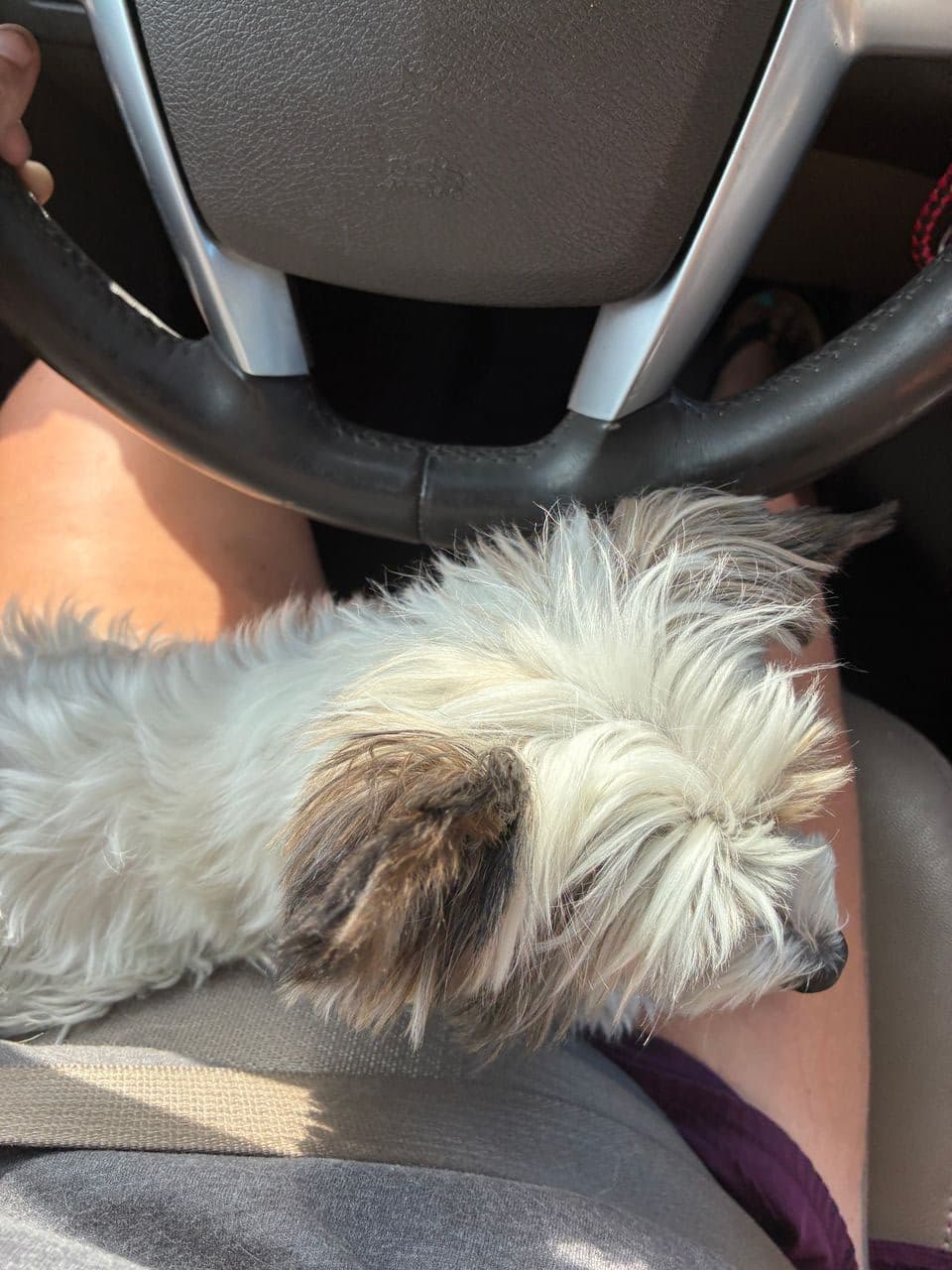 Pet travel photo 4