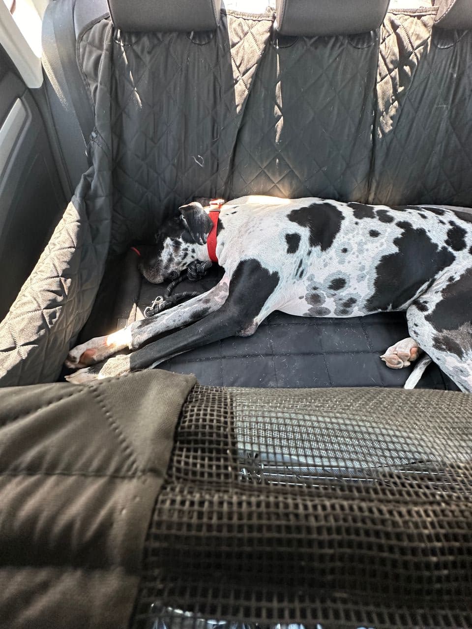 Pet travel photo 6