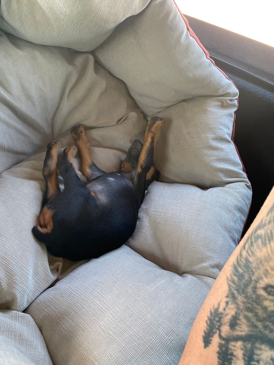Pet travel photo 2