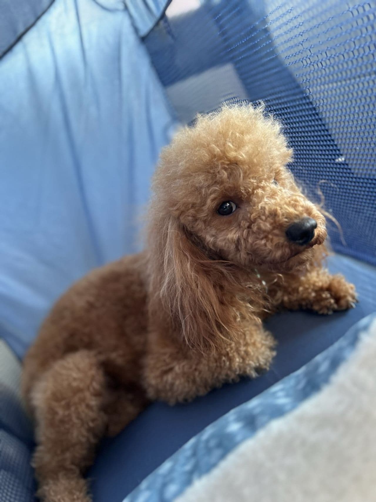 Pet travel photo 1