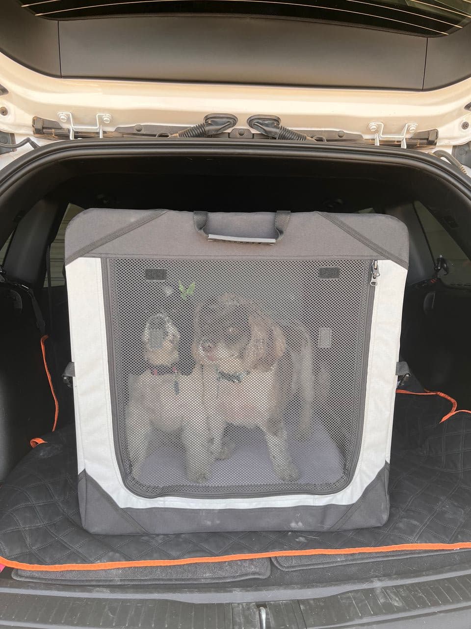 Pet travel photo 2