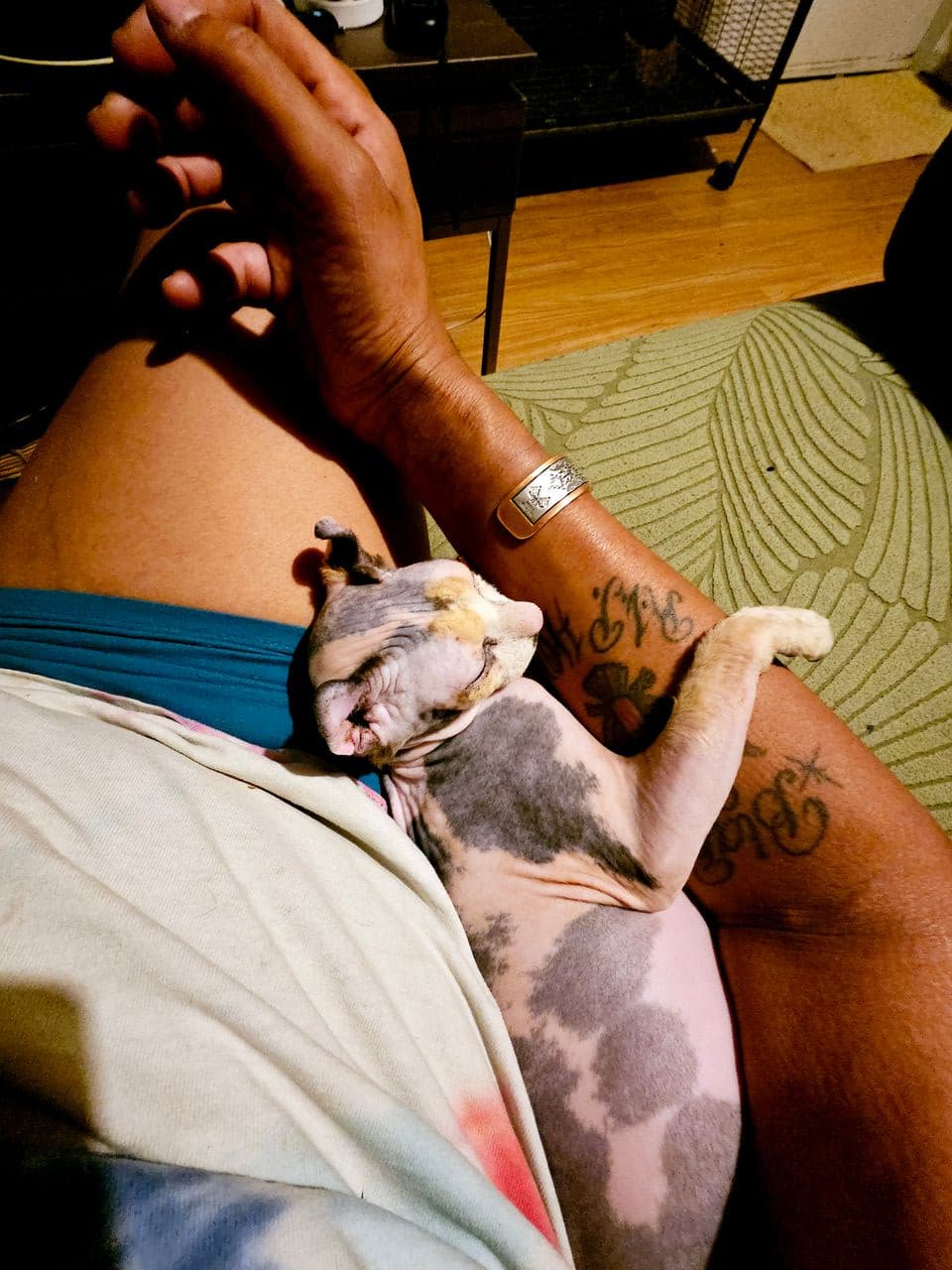 Pet travel photo 3