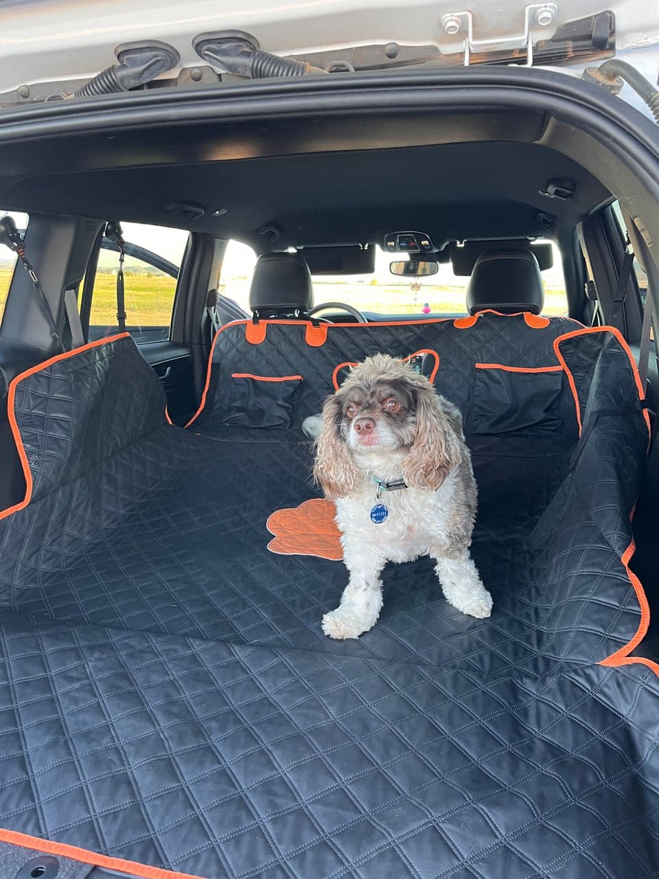 Pet travel photo 5