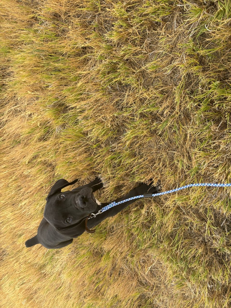 Pet travel photo 1