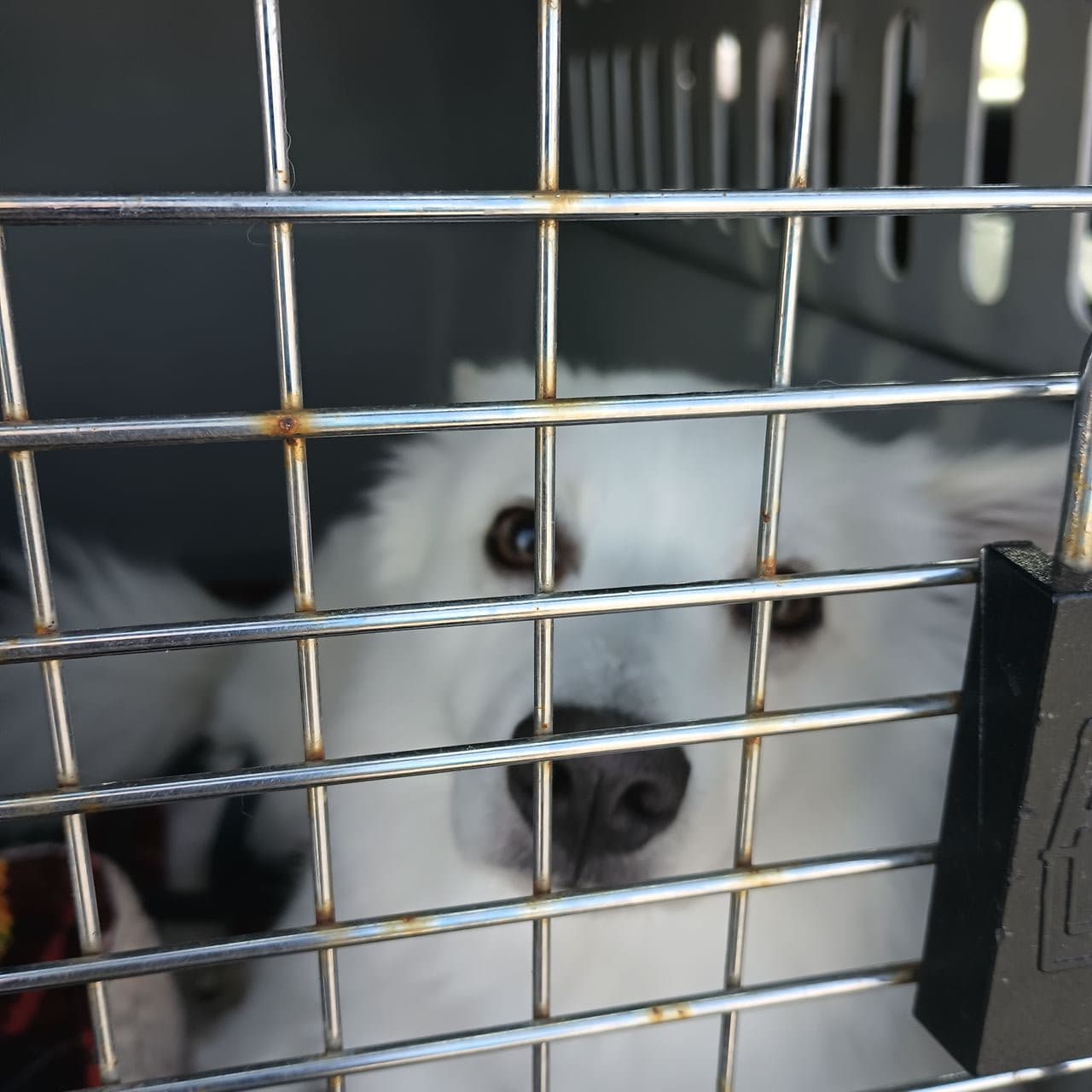 Pet travel photo 3