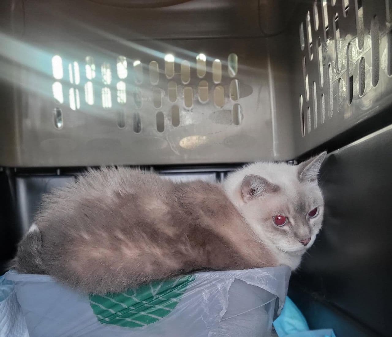 Pet travel photo 2