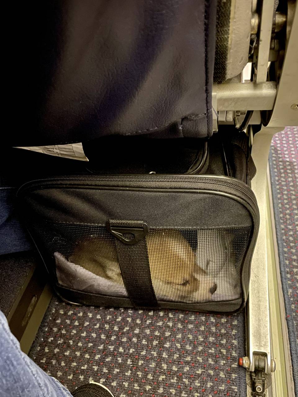 Pet travel photo 4