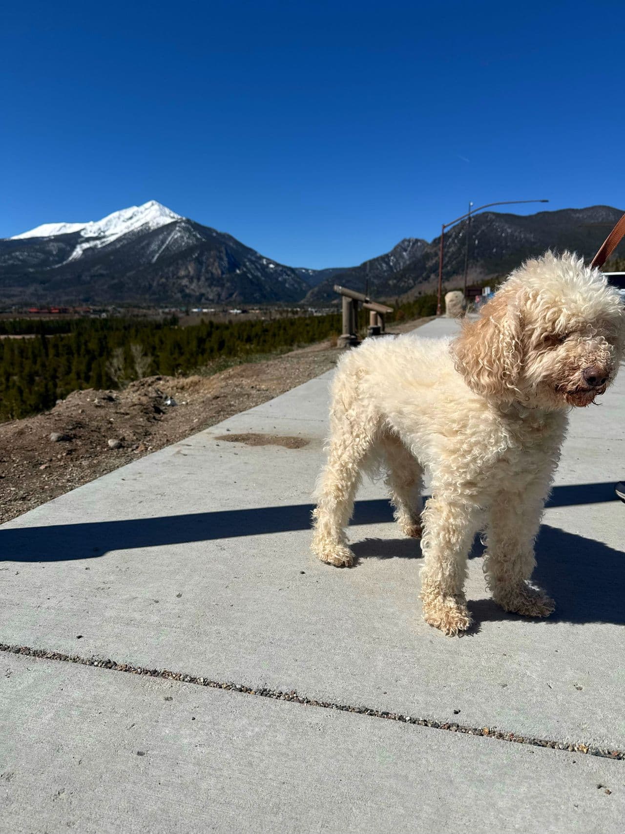 Pet travel photo 2