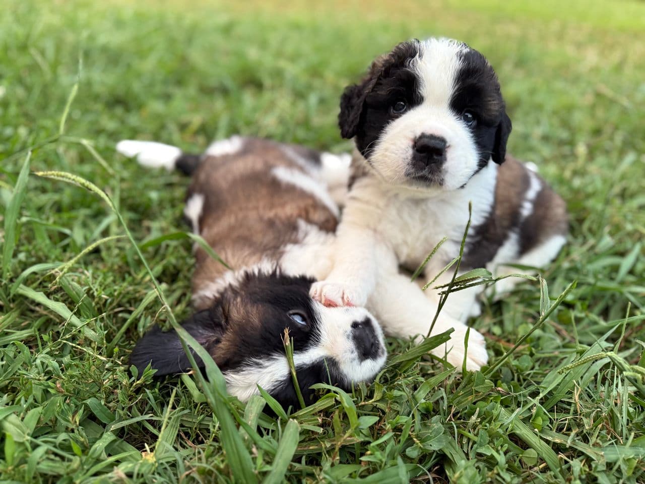 Pet travel photo 1